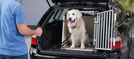 Sikkerhed med hunden i bilen