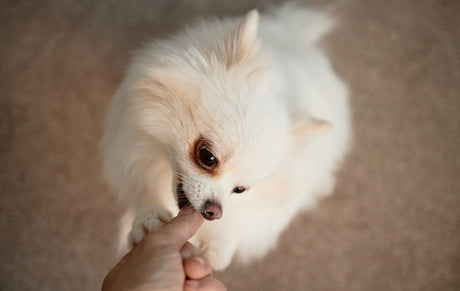 Min hund er begyndt at snappe efter mig