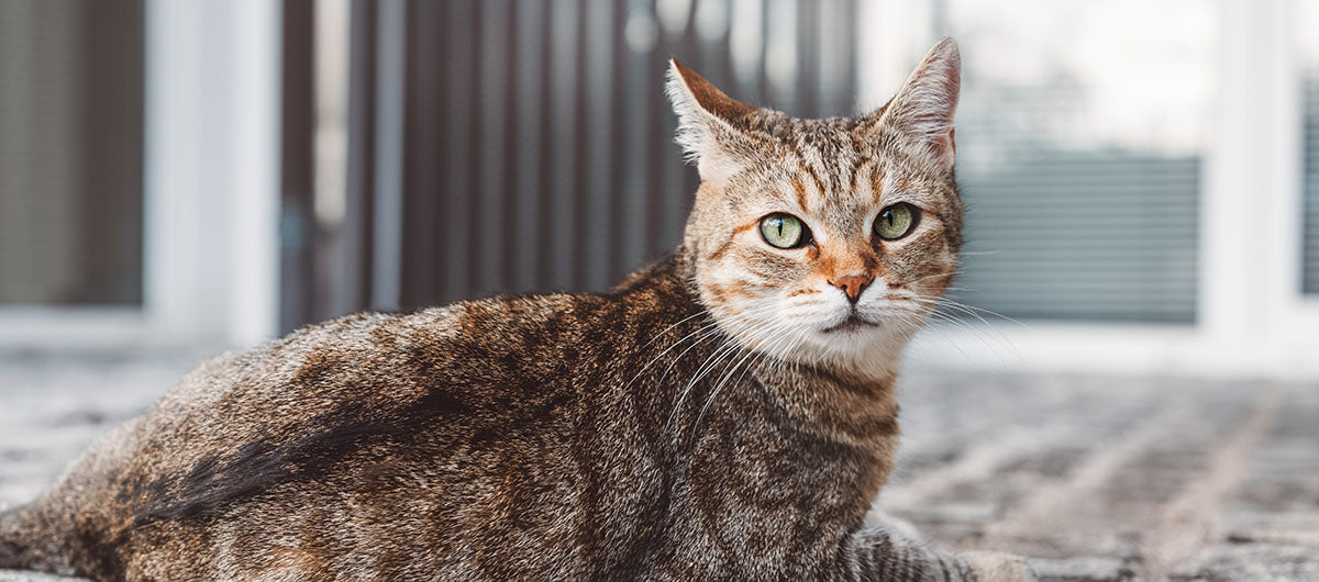 Aktivering af kat - simple råd til din hverdag