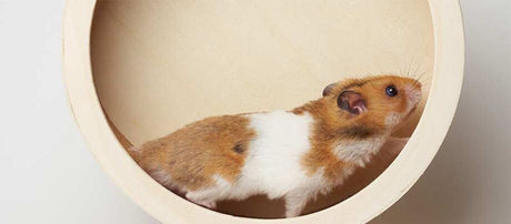 Fitness i buret: Hamsterhjulet
