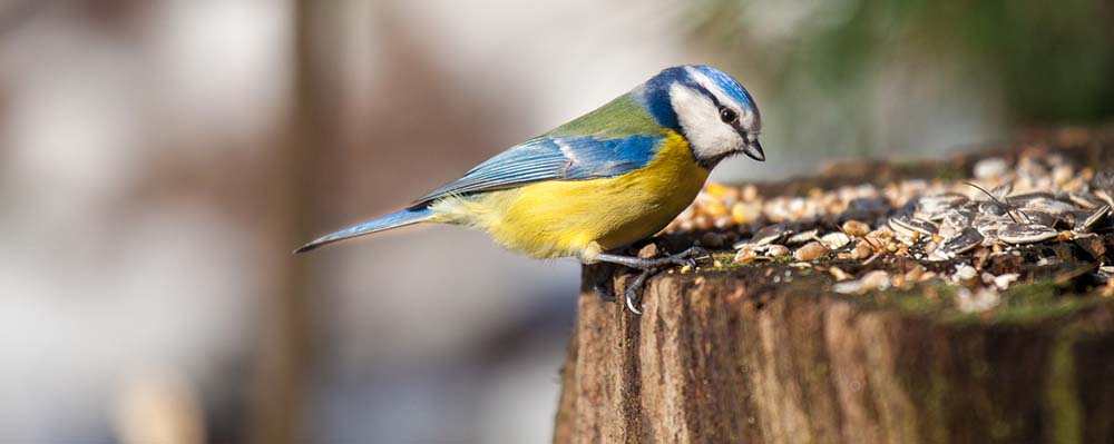 Fodring af vilde fugle hele året rundt