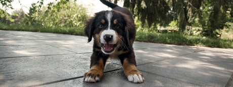 Min hund bider efter alle mænd den møder, men ikke ad min eks-kæreste?