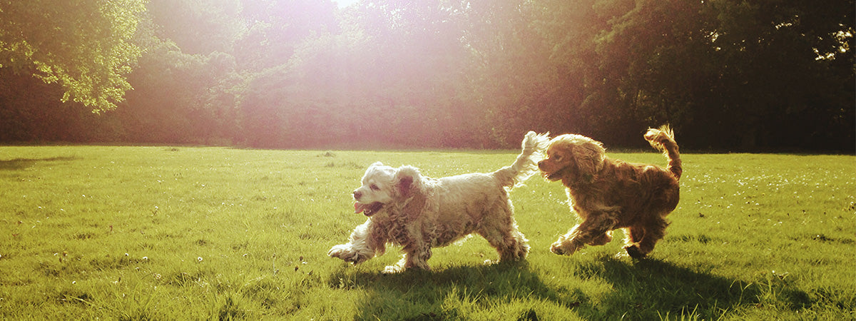 Skal hund nr. 2 være en tæve eller en hanhund?