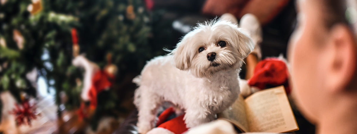 Lav DIY Julekalender til hund