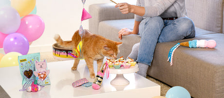 Sådan holder du den perfekte kattefødselsdag!