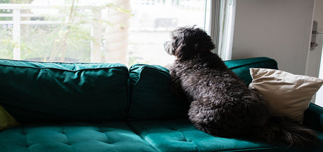 Hjælp! Min hund kan ikke være alene hjemme (seperationsangst)