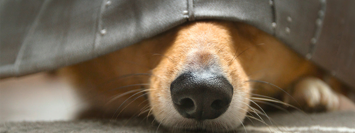 Min hund er bange for tordenvejr