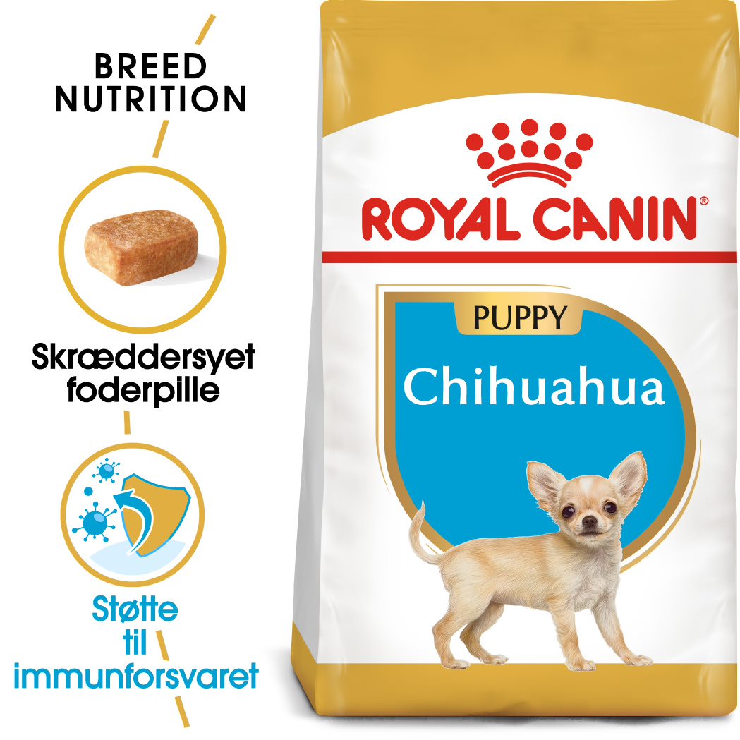 Puppy Chihuahua 1,5 kg