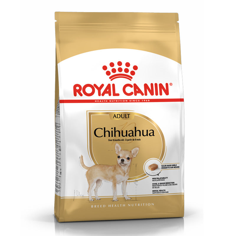 Adult Chihuahua