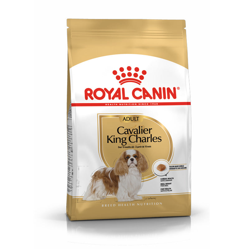 Adult Cavalier King Charles