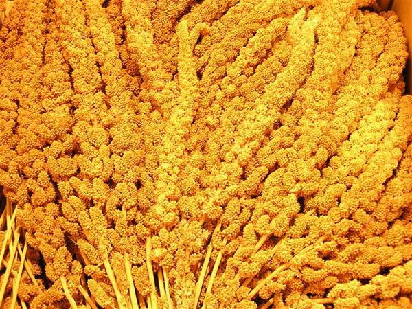 Hirsekolber 1000 g - Maxi Zoo Danmark