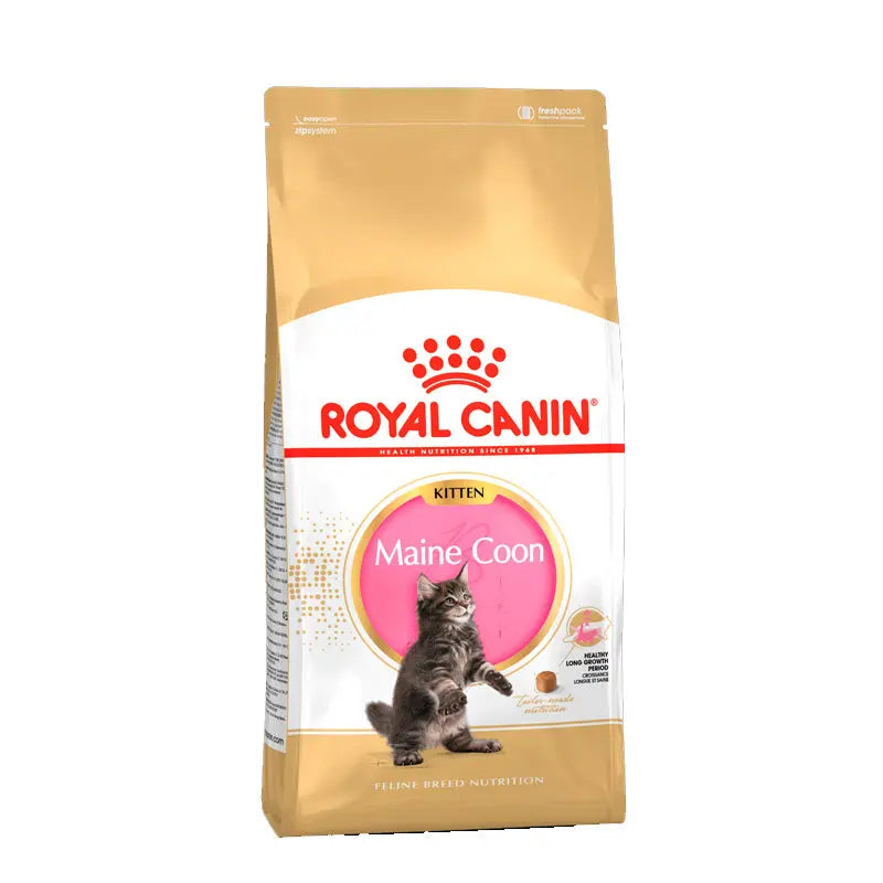 Kitten Maine Coon ROYAL CANIN