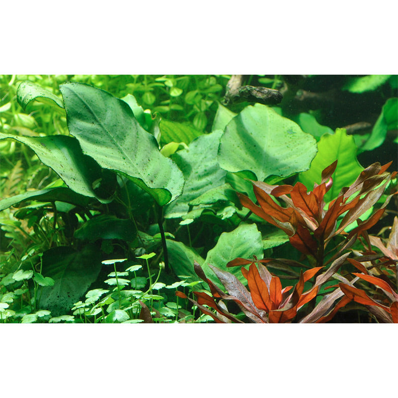 Anubias barteri var. Caladiifolia Nr.8potte