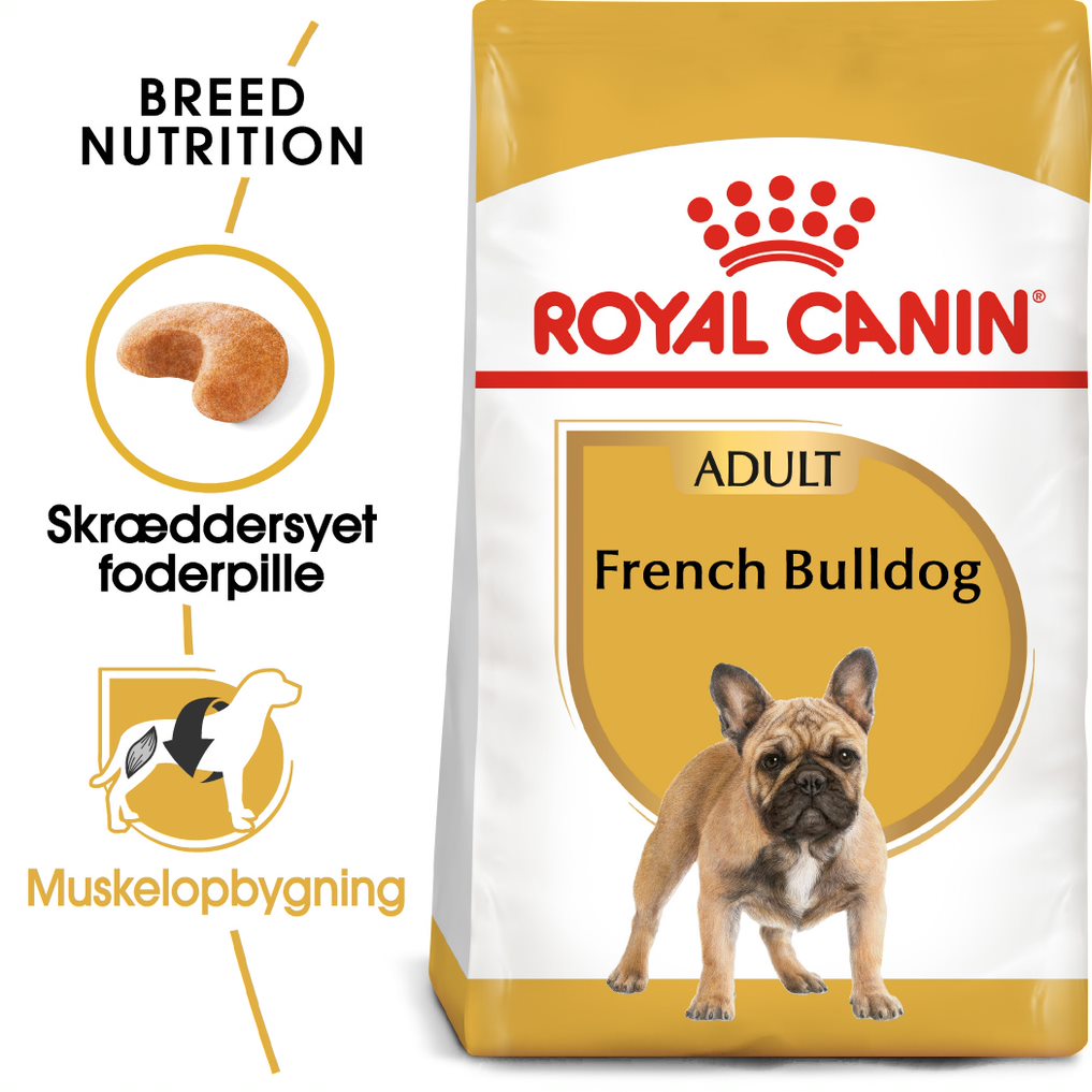 Adult Fransk Bulldog