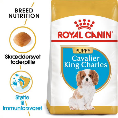Puppy Cavalier King Charles 1,5 kg