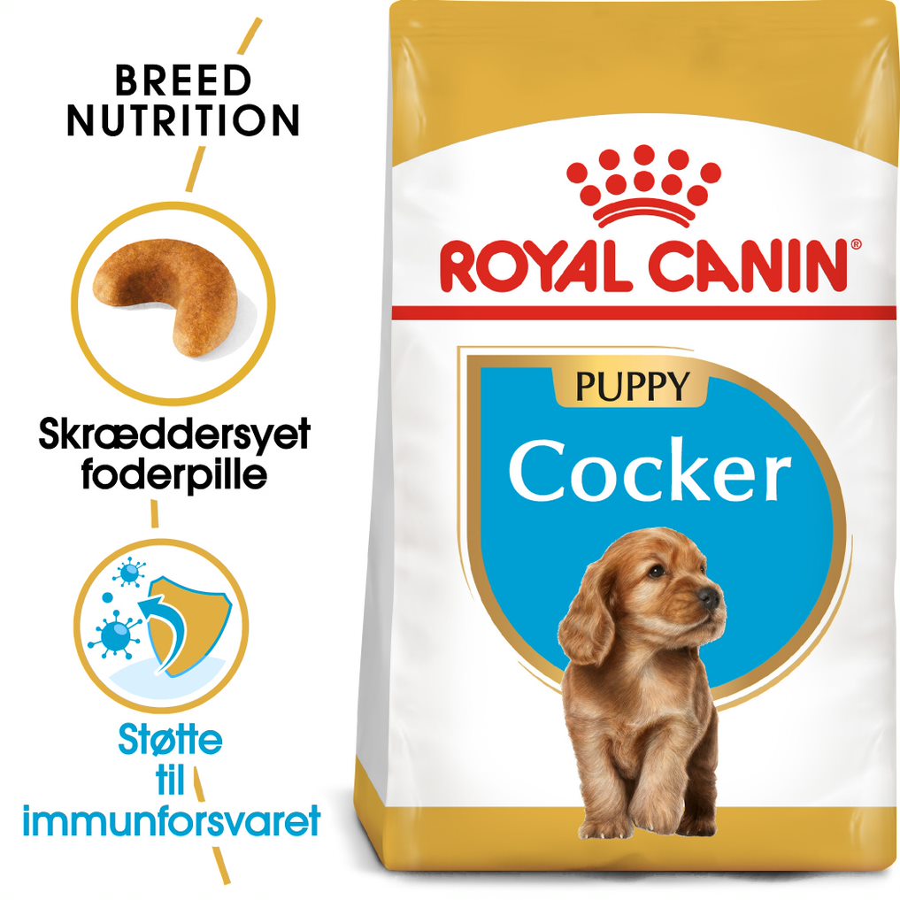 Puppy Cocker Spaniel 3 kg