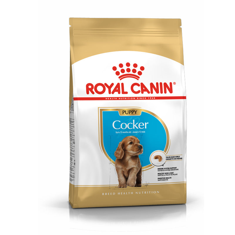 Puppy Cocker Spaniel 3 kg