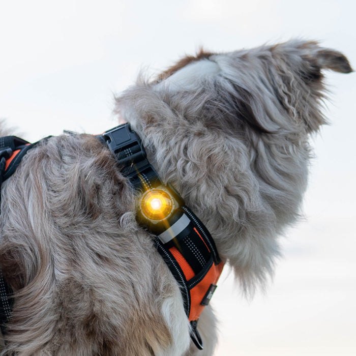 Dog Dual Lygte 48x30x24 mm gul