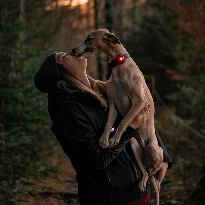 Dog Dual Lygte 48x30x24 mm rød