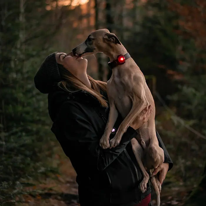 Dog Dual Lygte 48x30x24 mm rød - Maxi Zoo Danmark