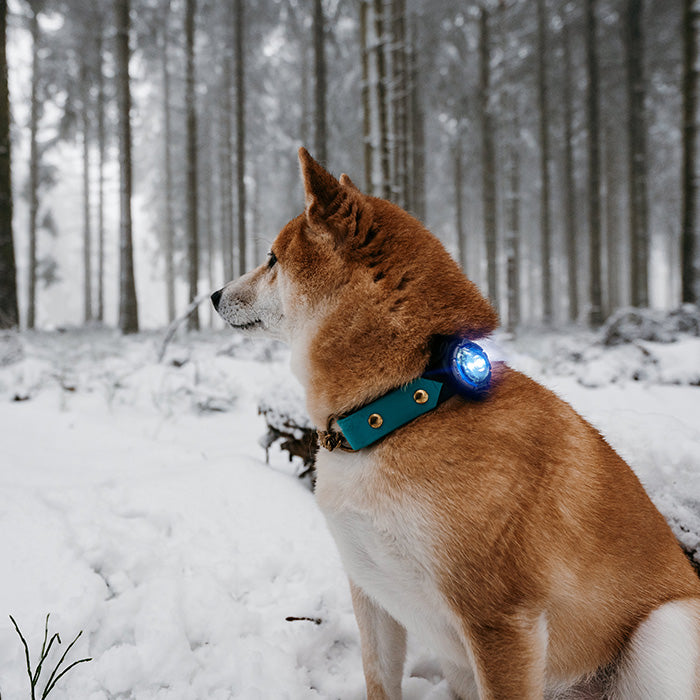 Dog Dual Lygte 48x30x24 mm blå