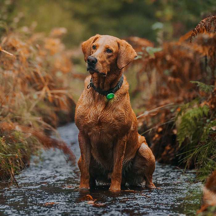 Dog Dual Lygte 48x30x24 mm grøn