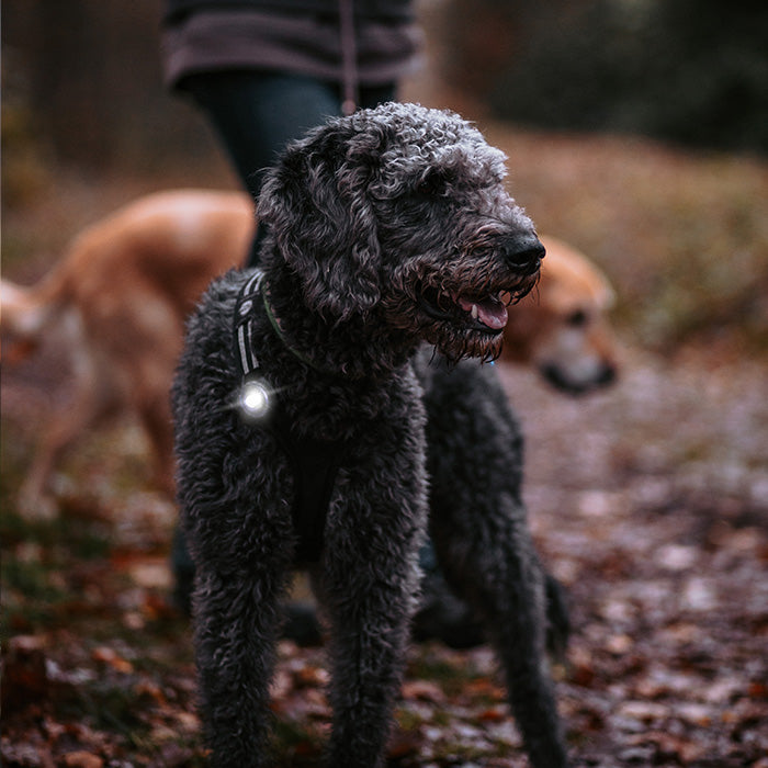 Dog Dual Lygte 48x30x24 mm hvid