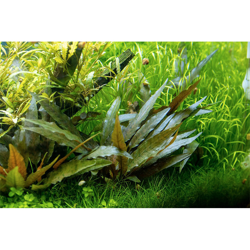 Cryptocoryne beckettii 'Petchii' Nr.7 potte