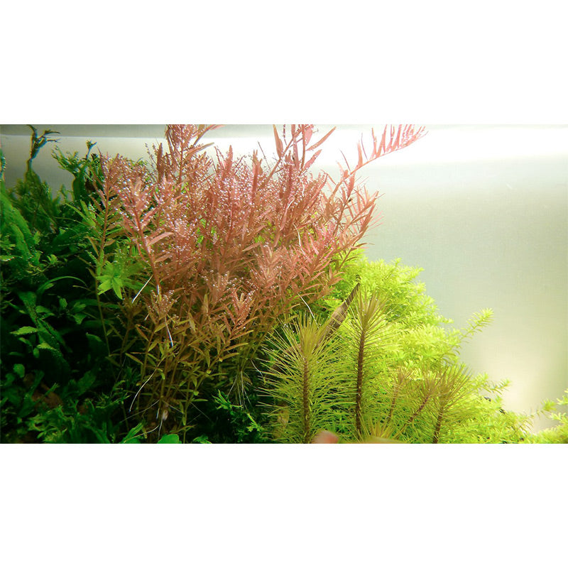 Rotala rotundifolia Nr.5potte