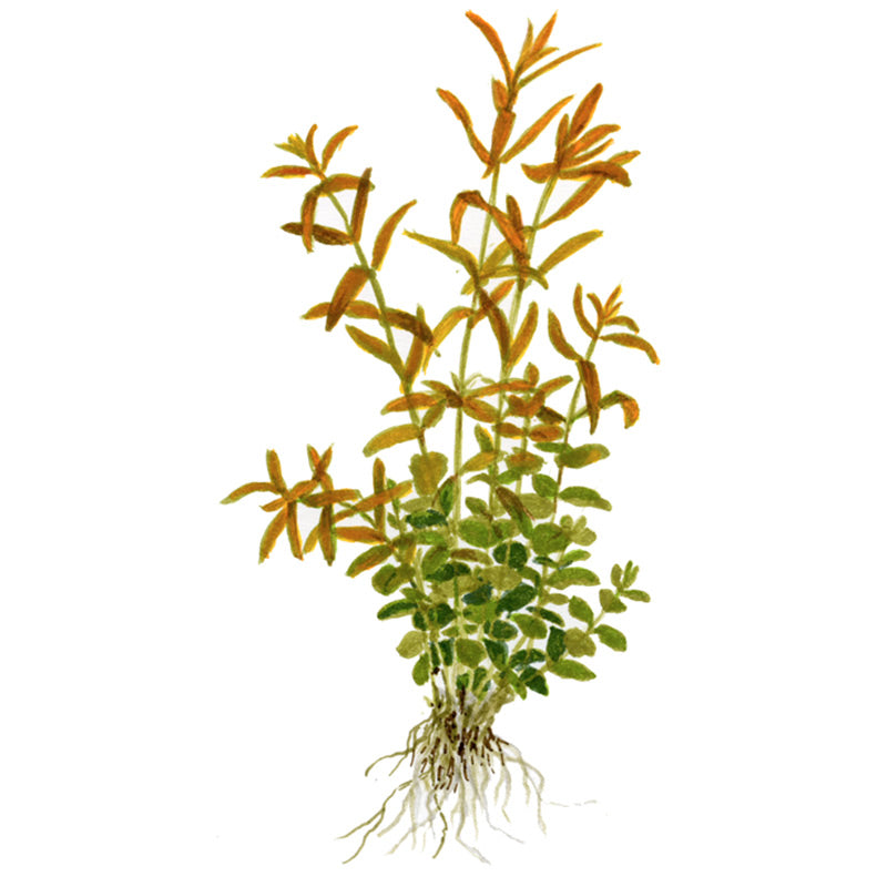 Rotala rotundifolia Nr.5potte