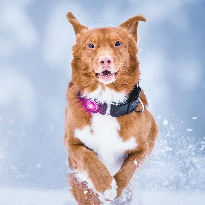 Dog Dual Lygte 48x30x24 mm pink