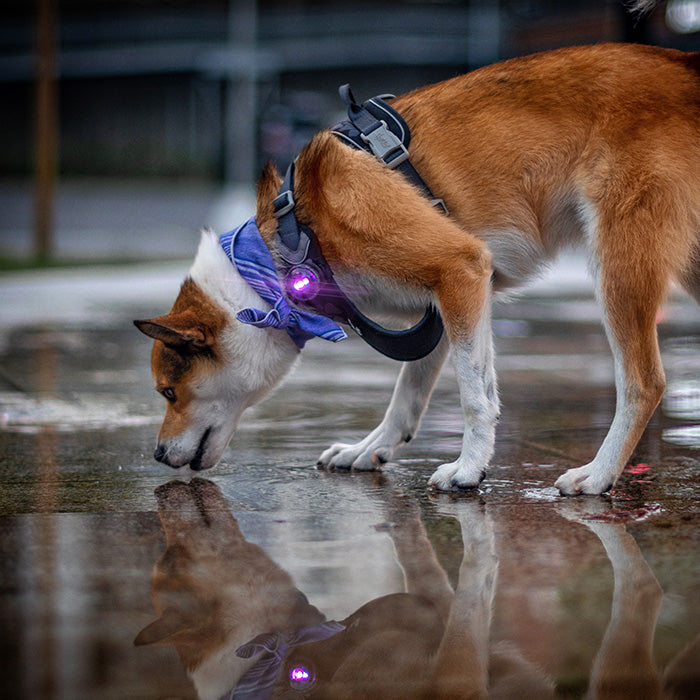 Dog Dual Lygte 48x30x24 mm lilla