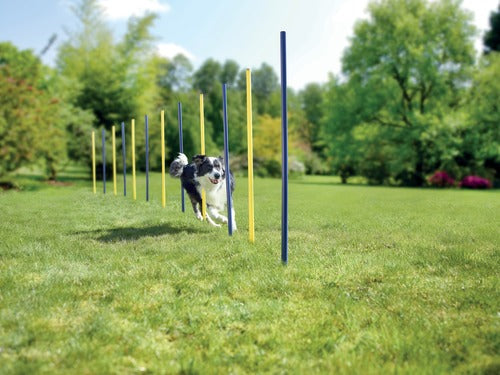Agility slalom pinde 12 stk blå/gul