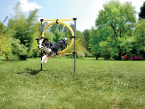 Agility-ring ca. 75x117 cm blå/gul