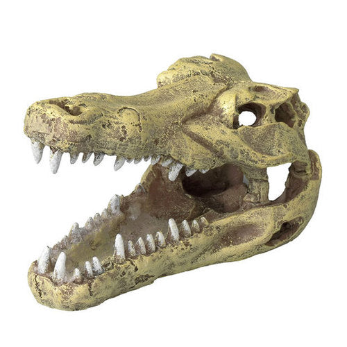 Krokodille kranie 13,5x6,5x7,5 cm