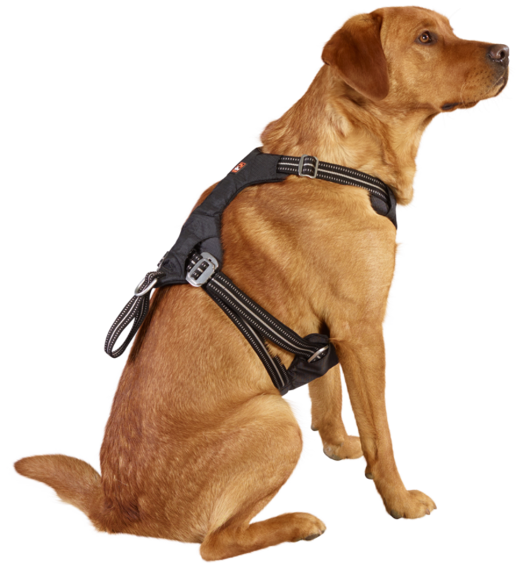 Sikkerhedssele Safety til bil M