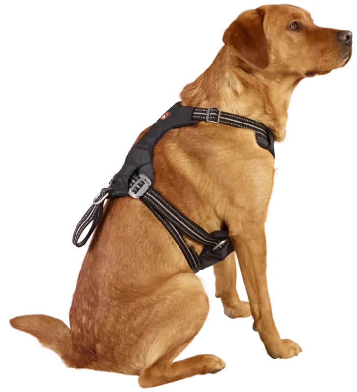 Sikkerhedssele Safety til bil M - Maxi Zoo Danmark