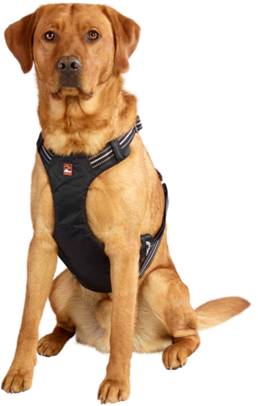 Sikkerhedssele Safety til bil M