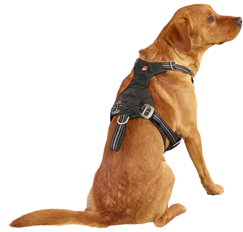 Sikkerhedssele Safety til bil M