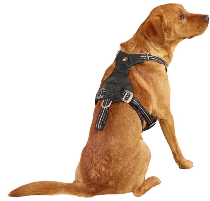 Sikkerhedssele Safety til bil M - Maxi Zoo Danmark