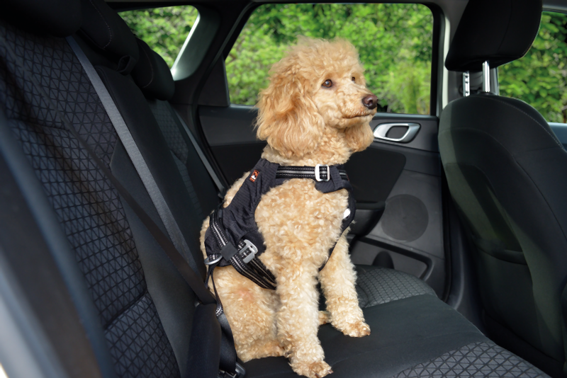 Sikkerhedssele Safety til bil M