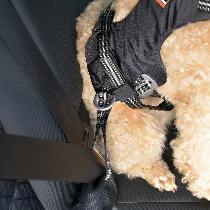 Sikkerhedssele Safety til bil M - Maxi Zoo Danmark