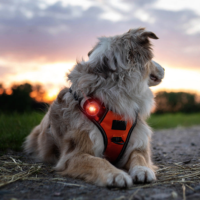 Dog Dual Lygte 48x30x24 mm amber