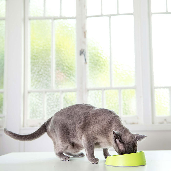 LickiMat OH skål Kat Grøn