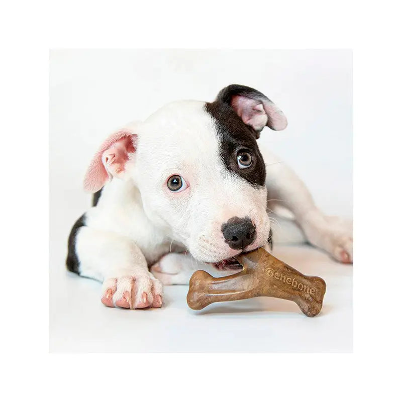 Puppy Dental Chew/Wishbone 2-pak - Maxi Zoo Danmark