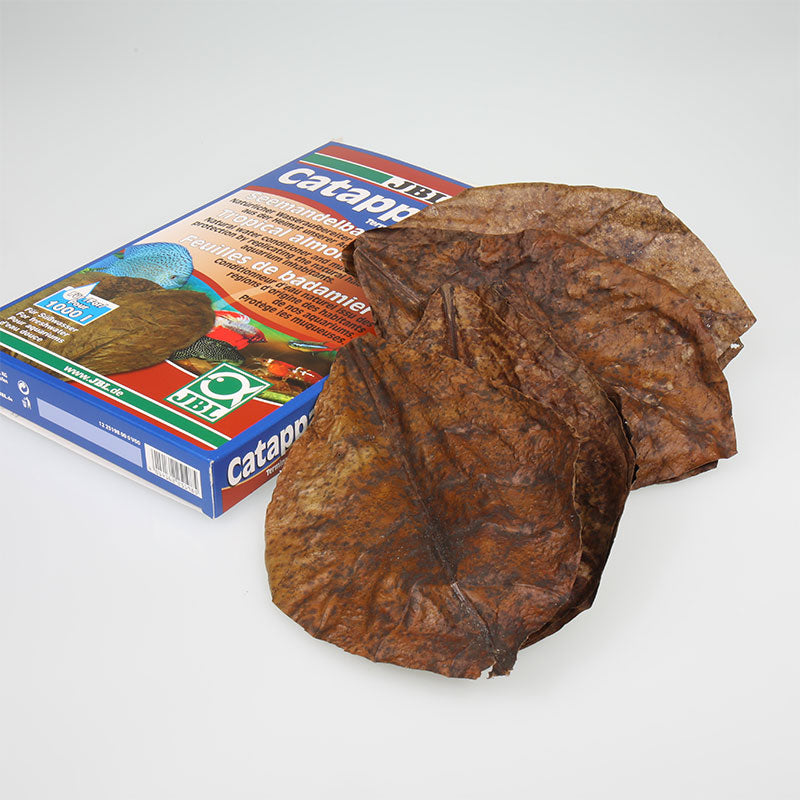 Catappa Xl Mandelblade 10 stk - Maxi Zoo Danmark