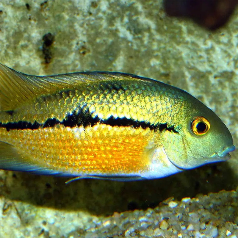 Pronovo Cichlid Granulatm 1000 ml - Maxi Zoo Danmark