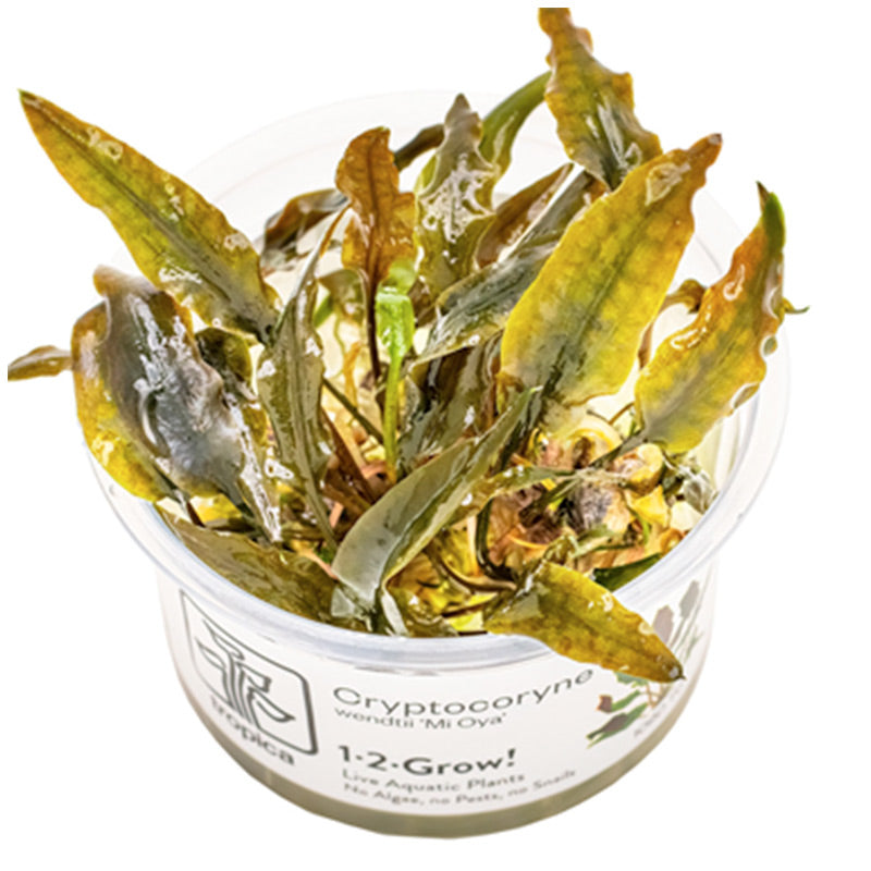 Cryptocoryne wendtii 'Mi Oya' Nr.8 - Maxi Zoo Danmark