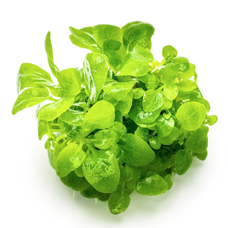 Lobelia cardinalis 'Mini' Nr. 8 - Maxi Zoo Danmark