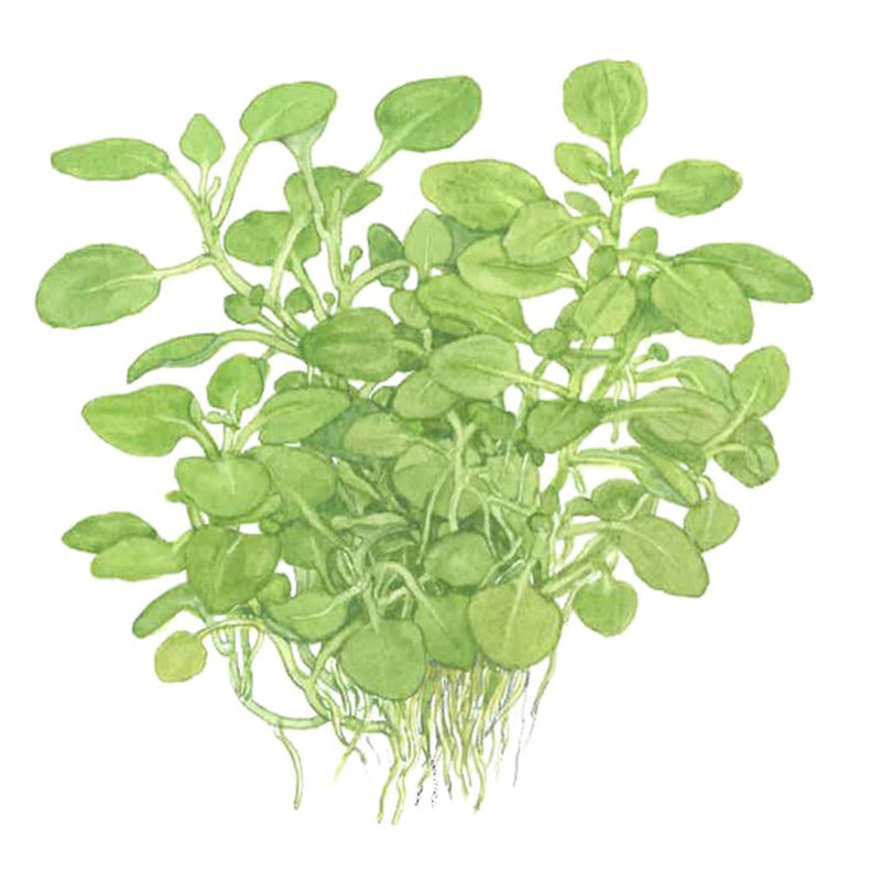 Lobelia cardinalis 'Mini' Nr. 8 - Maxi Zoo Danmark